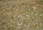 Strandleeuwerik (Horned lark) (Eremophila alpestris) -  ten zuiden van Tsogt Ovoo 23-08-2016 (2)